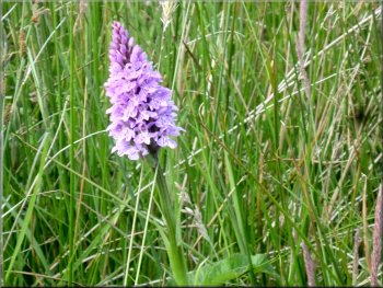Pyramid Orchid in the marshy land east of the reservoir